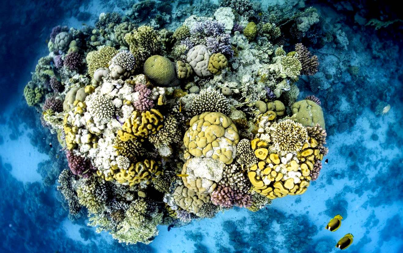 Coral reefs under threat from climate change