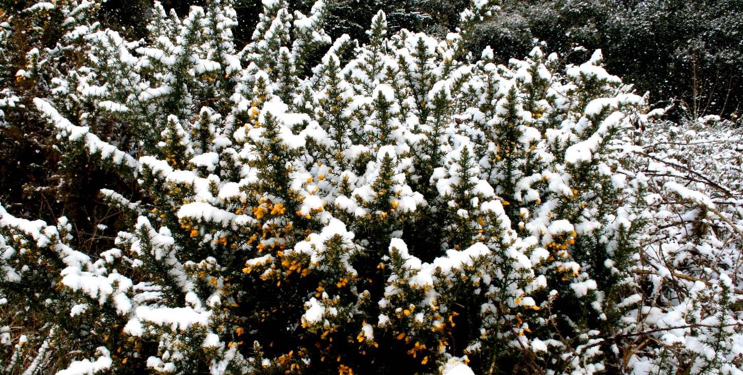 Snow settled on flora in East Sussex, England, but for how much longer?